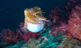 Birmanie - Mergui - 2018 - DSC02742 - Broadclub cuttlefish - Seiche - Sepia latimanus